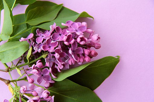 Lilás, Feliz Dia Das Mães, Fundo Flor