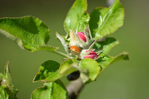 Free Apple Tree Nature photo and picture