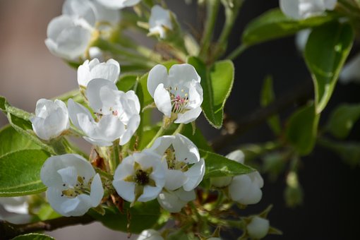 Free Pear Cherry photo and picture