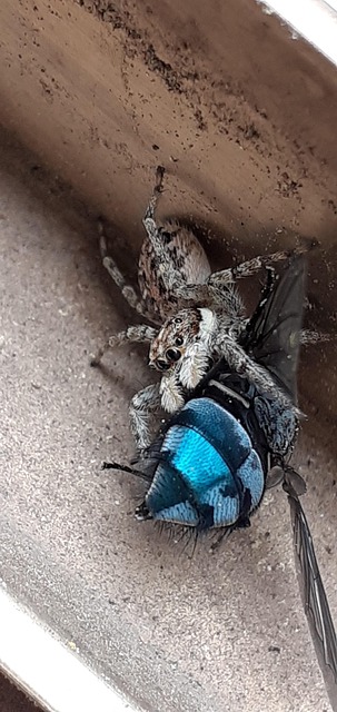 Free Fly Dead Fly photo and picture