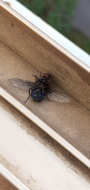Free Fly Dead Fly photo and picture
