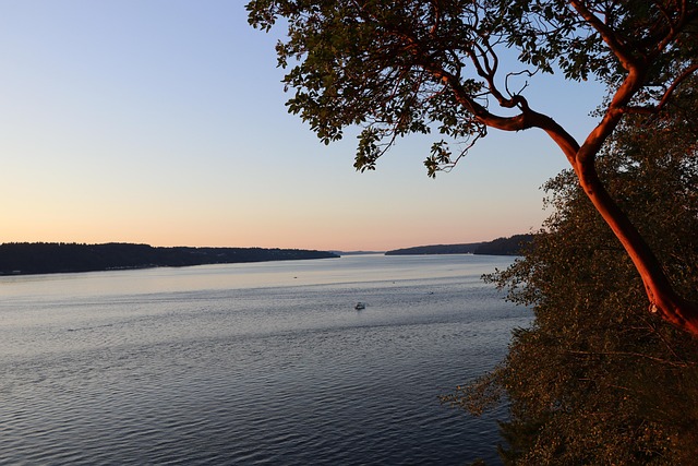 Free Tree Sunset photo and picture