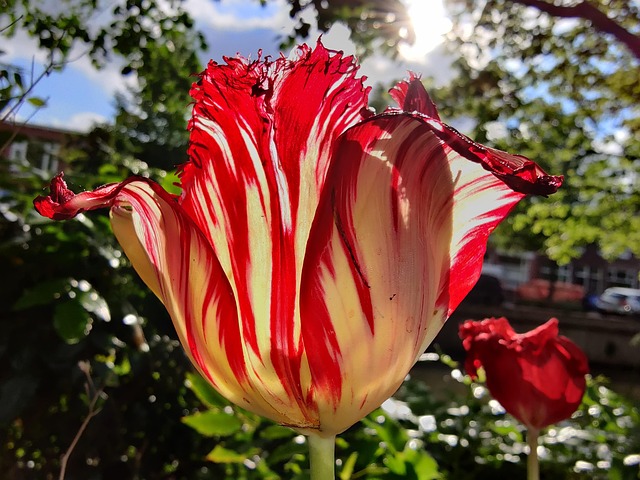 Tulipan, Tulipa, Smukke Blomster