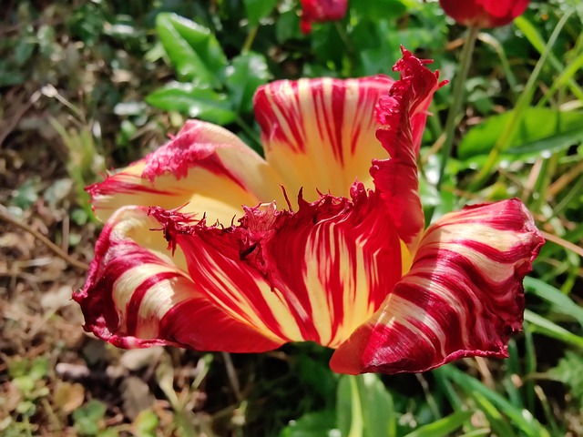 Tulipan, Tulipa, Blomst Baggrund