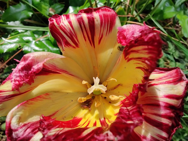 Tulipan, Natur, Blomst Tapet, Tulipa