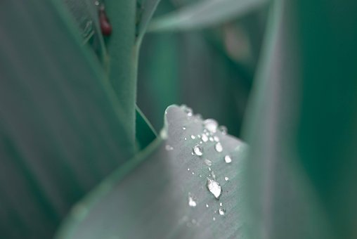 Free Rain Green photo and picture