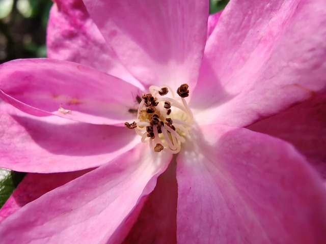 Rose, Lyserød, Valentine, Elsker, Blomst