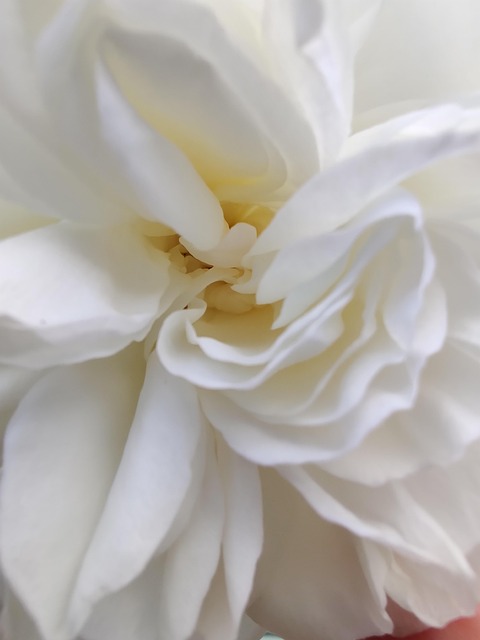 Rose, Hvid, Romantisk, Elsker, Skønhed