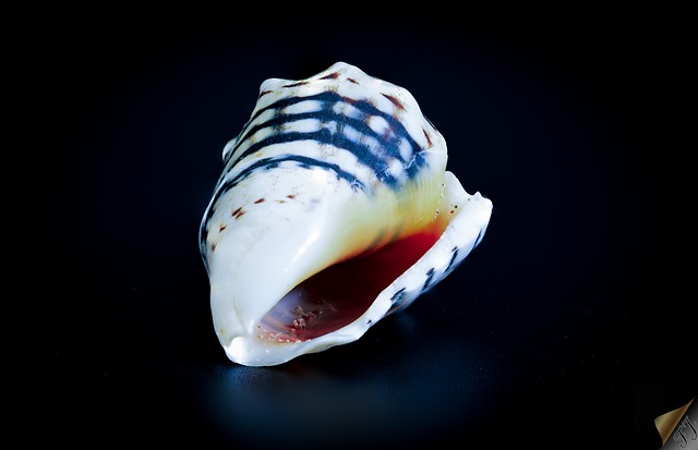 Músculos, Natureza, Mar, Concha