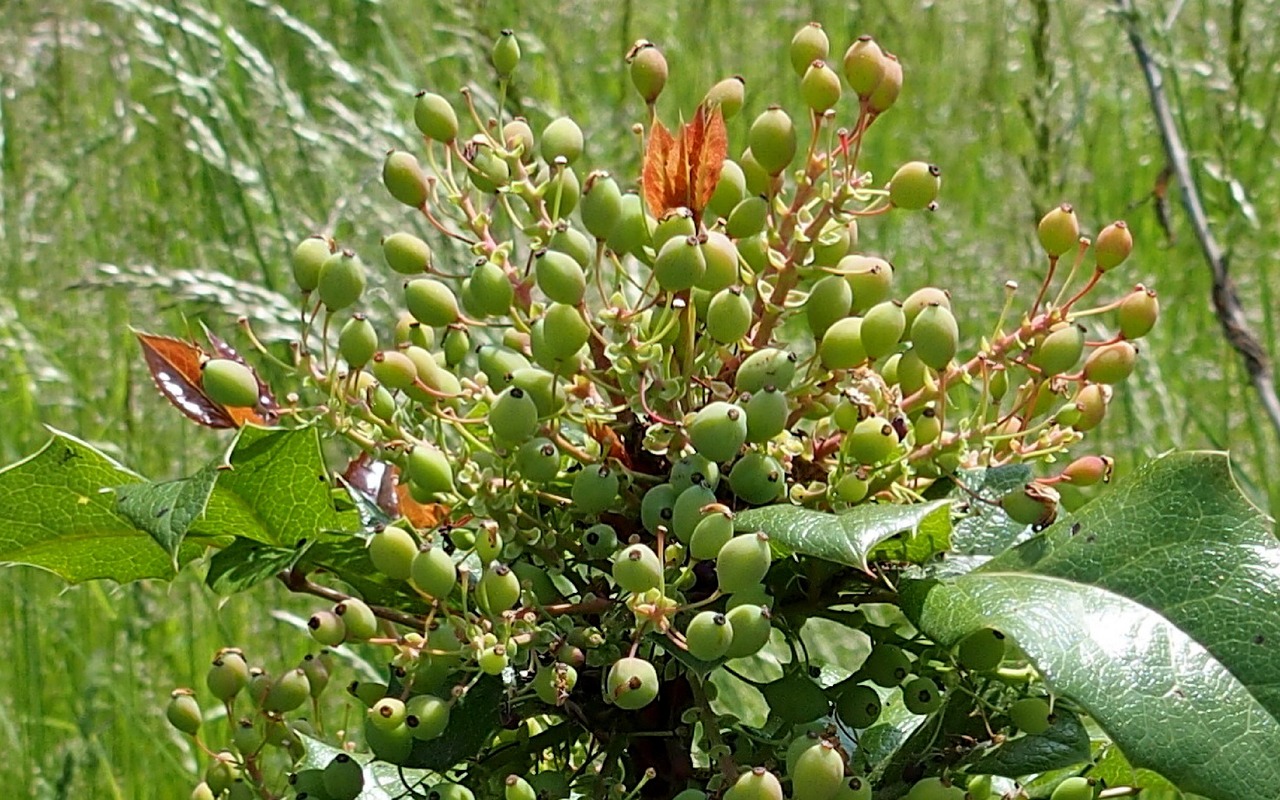 Planta Baga Natureza - Foto gratuita no Pixabay - Pixabay