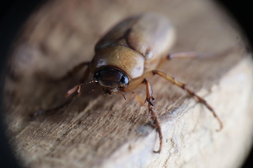 Free Insect Ronron photo and picture