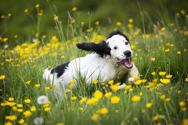 Free Puppy Cute photo and picture