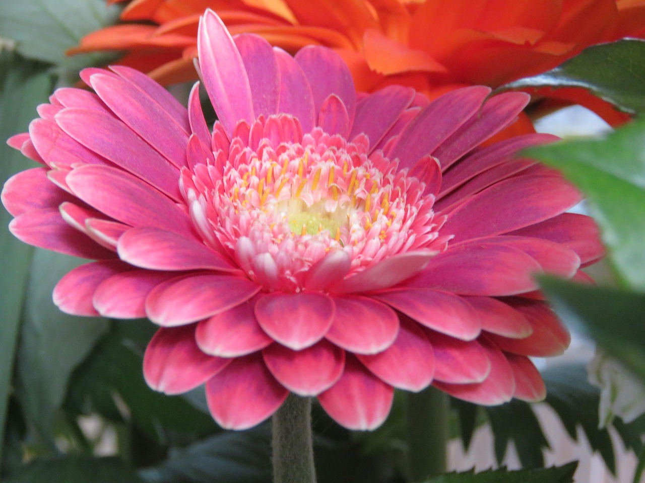 非洲菊 紫色 花卉 - Pixabay上的免费照片 - Pixabay