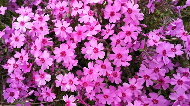 Naturale, Plante, Flori, Moss Phlox, Roz