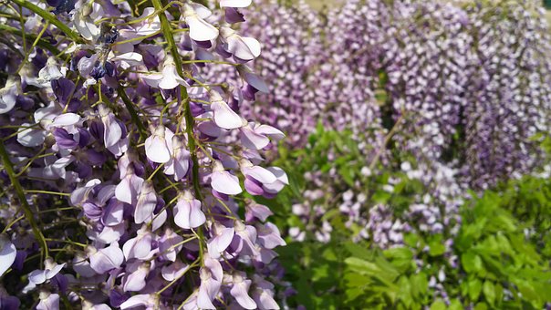 Naturale, Plante, Flori, Wisteria