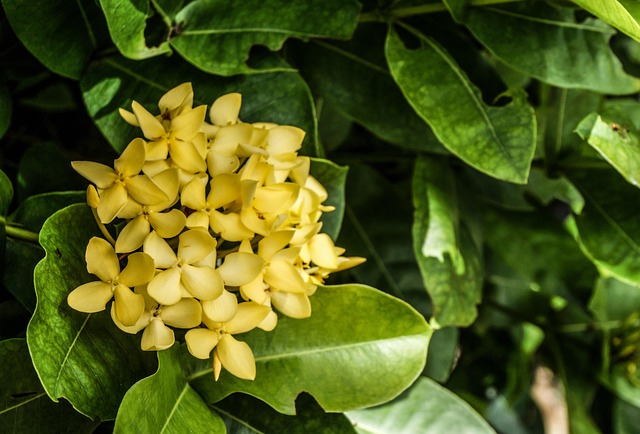 Blomst, Blomst Tapet, Ixora