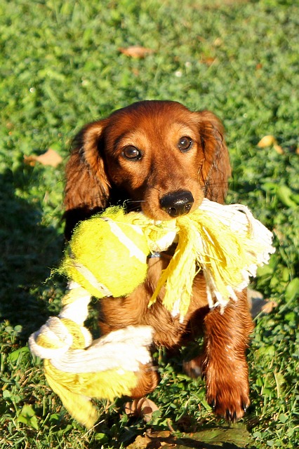 Dachshund, Hund, Valp, Leketøy, Søt