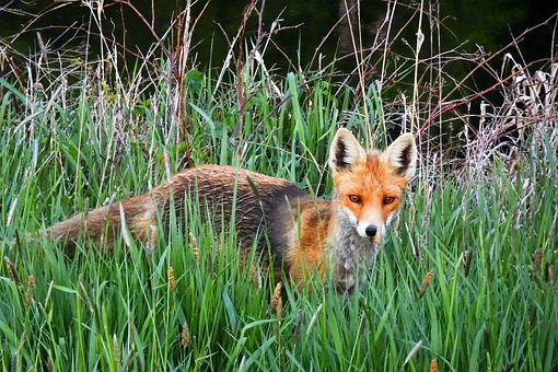 Rev, Å Jakte, Foraging, Vilt Dyr