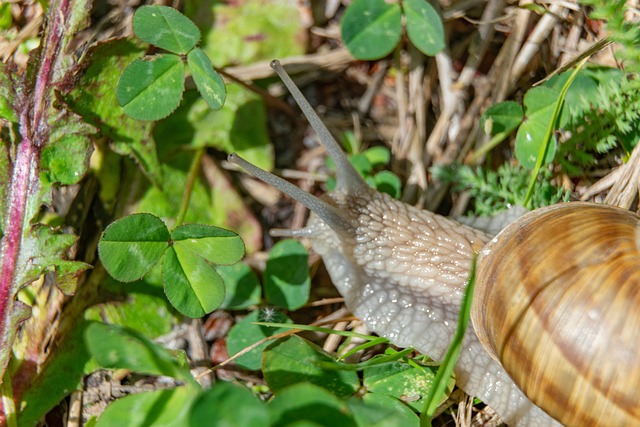 Free Snail Nature photo and picture
