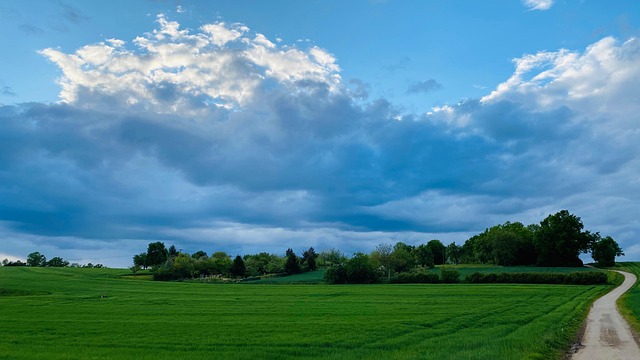 Free Landscape Forest photo and picture
