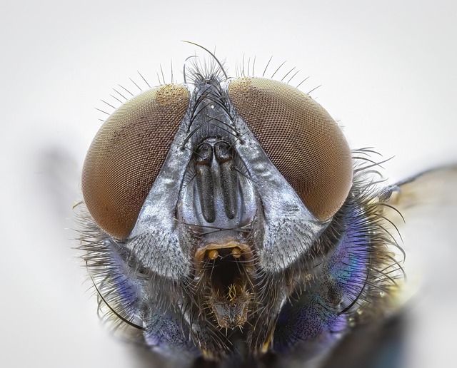 Free Green-Bottle Blowfly photo and picture