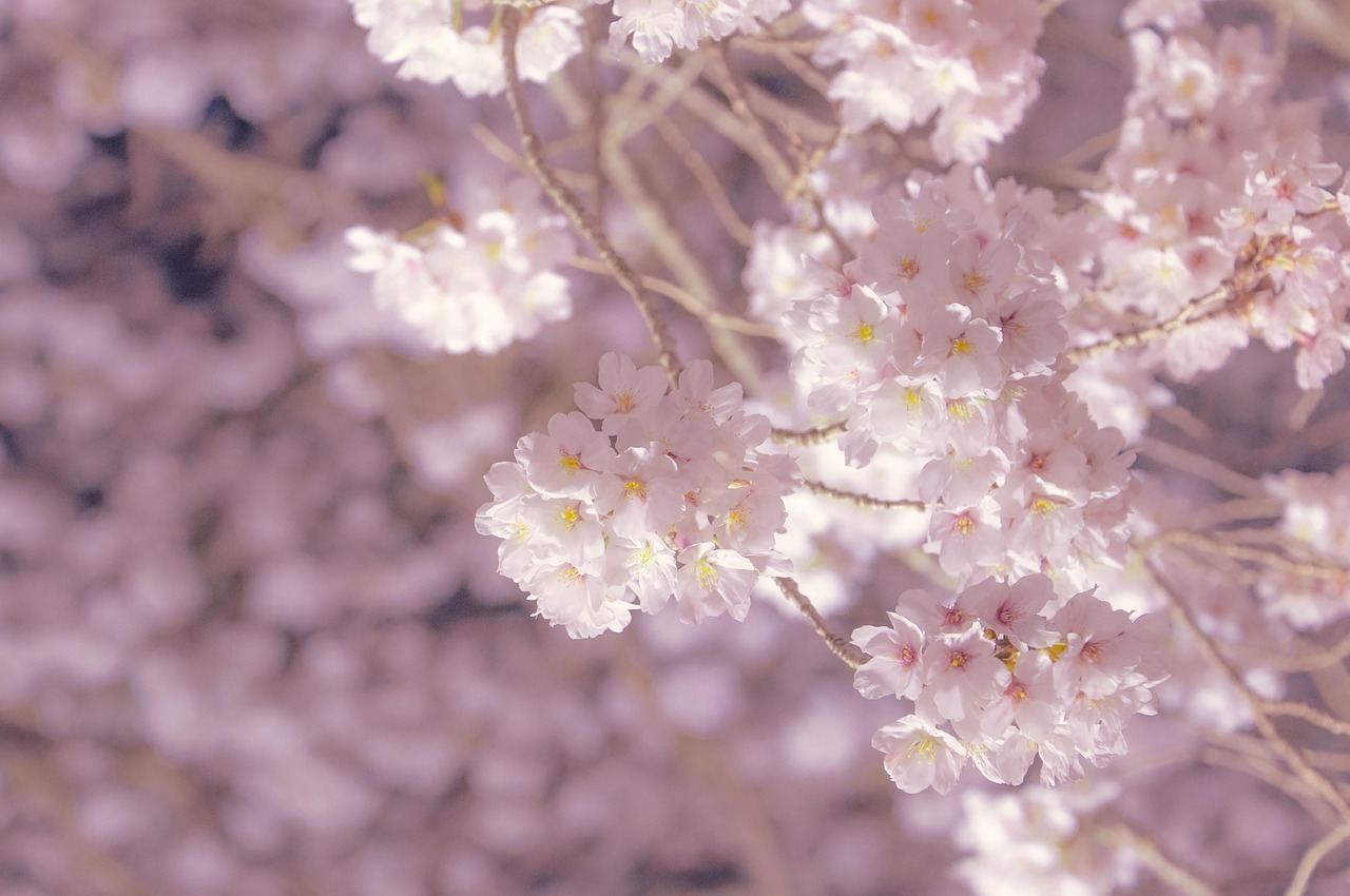 Cerisier Fleurs De - Photo gratuite sur Pixabay - Pixabay