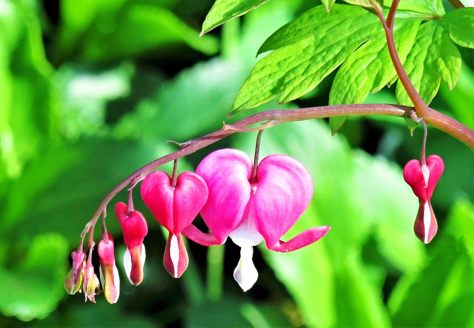 Bleeding Heart, Ornamental Plant, Garden, Spring