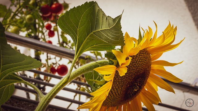 Sol, Flor, Girassol, Natureza, Jardim