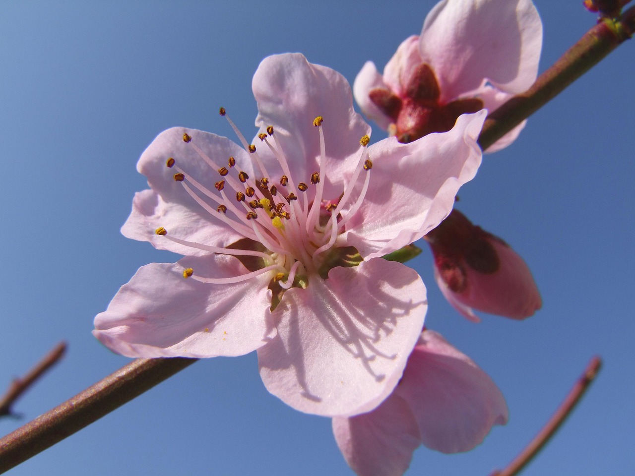 Peach Tree Flowering Pink Open - Free photo on Pixabay