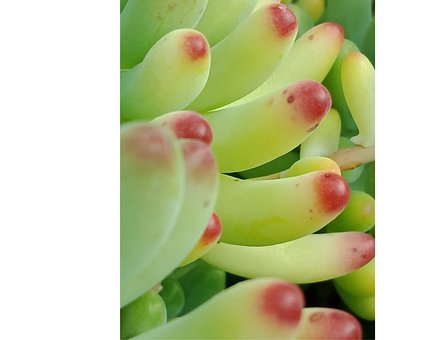 Sappig, Natuur, Planten, Tuin, Cactus