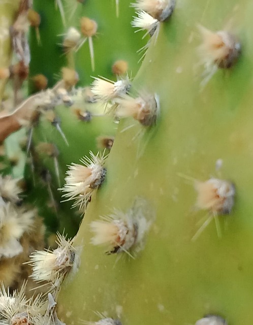 Cactus, Sappig, Vetplanten, Plantaardige