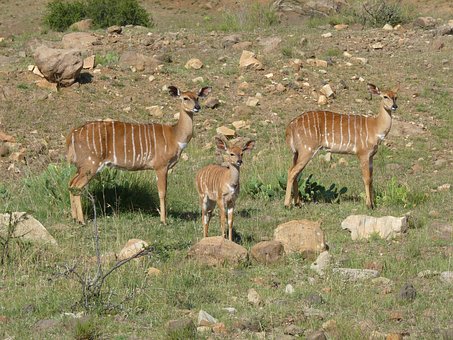 Nyala, Antilope, Afrika, Safari, Natur