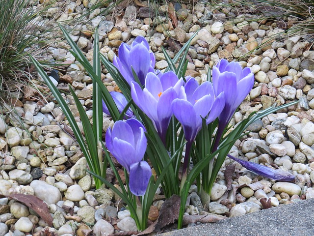 Crocuses Spring Crocus Early - Free photo on Pixabay - Pixabay