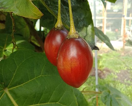 Fruit, Tamarillo, Gezond, Voeding