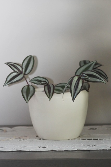 Free Wandering Jew Tradescantia Zebrina photo and picture