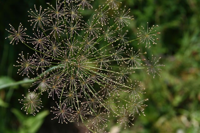 Free plant nature wild illustration
