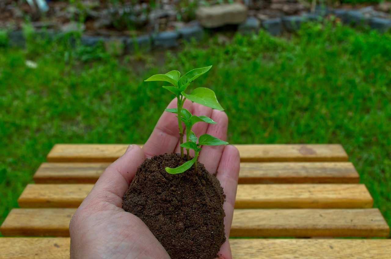hope, paprika, plant, earth, gardening, plants, plant pot, grow, pot, seeds, seed, seedling, garden, drove, young, hand, growth, nature, green, spring, close up, motivation, beautiful, flora, hope, seedling, seedling, seedling, seedling, seedling, motivation, motivation, motivation