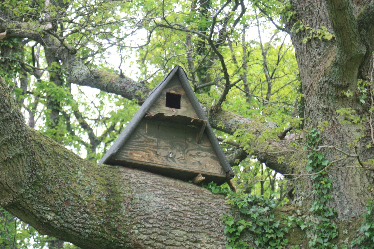 Bat House Tree Forest Free photo on Pixabay Pixabay