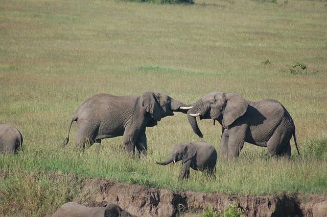 Free Elephants Masai photo and picture