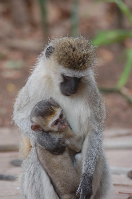 Free Monkeys Grooming photo and picture