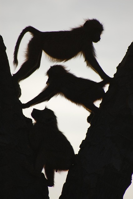 Free Baboons Masai photo and picture