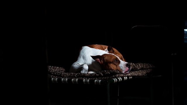 Free Pet Dog photo and picture