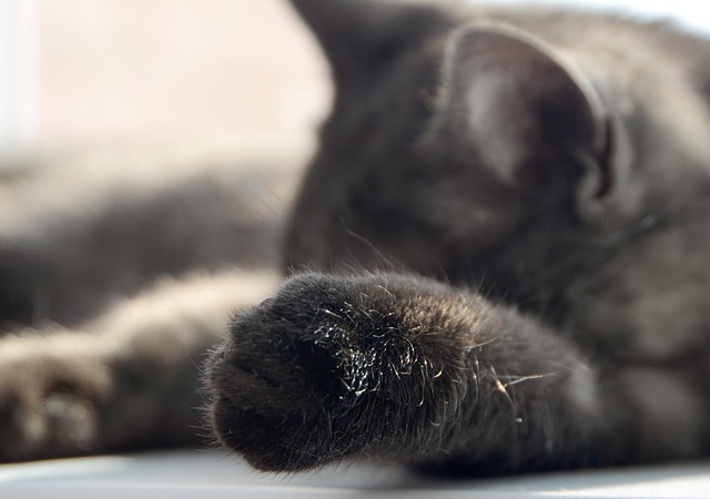 Katze, Schlafen, Britisch, Tier