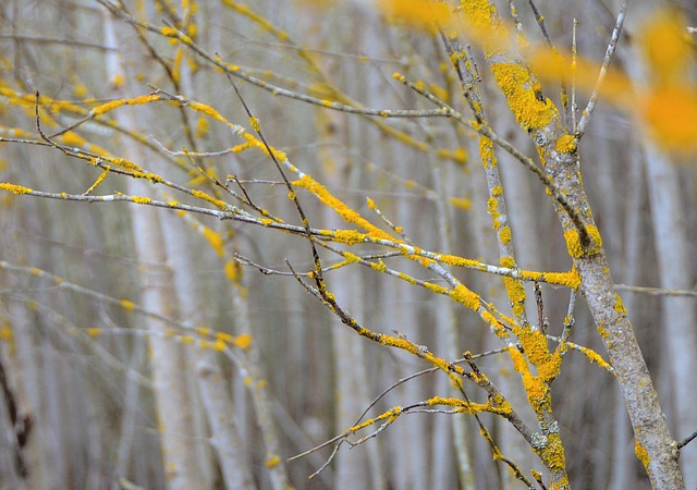 Wald, Makro, Natur, Gelb, Grau, Real