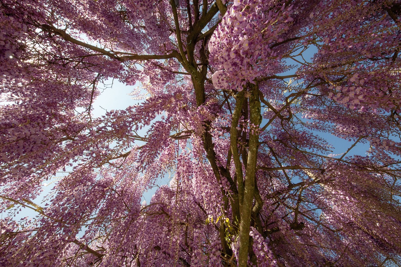 Wisteria Flowers Garden Free photo on Pixabay Pixabay