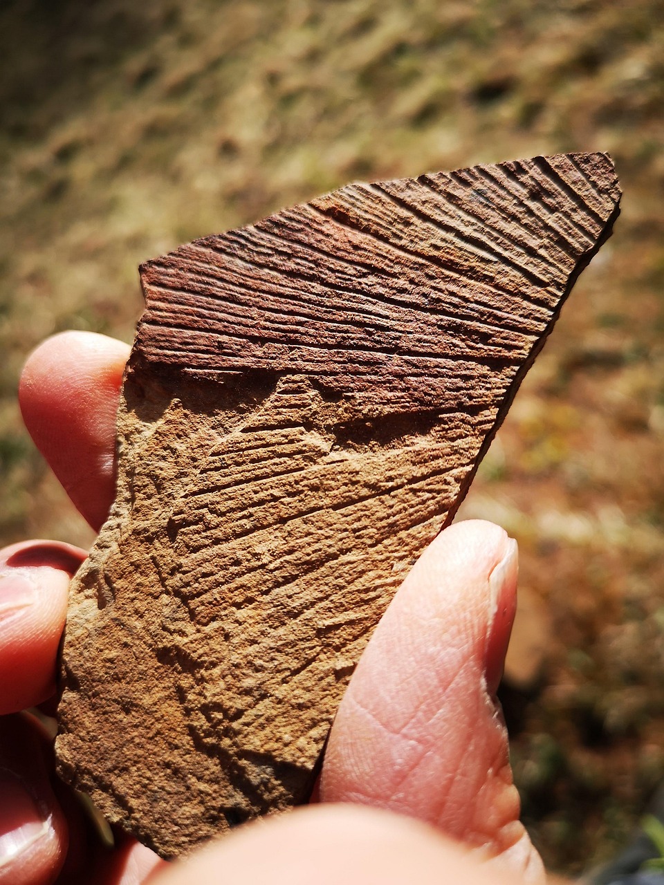 9+ Free Seashell Fossils & Fossil Images Pixabay