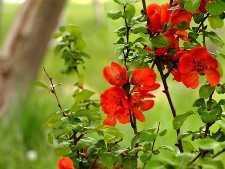 Free Flowers Bush photo and picture