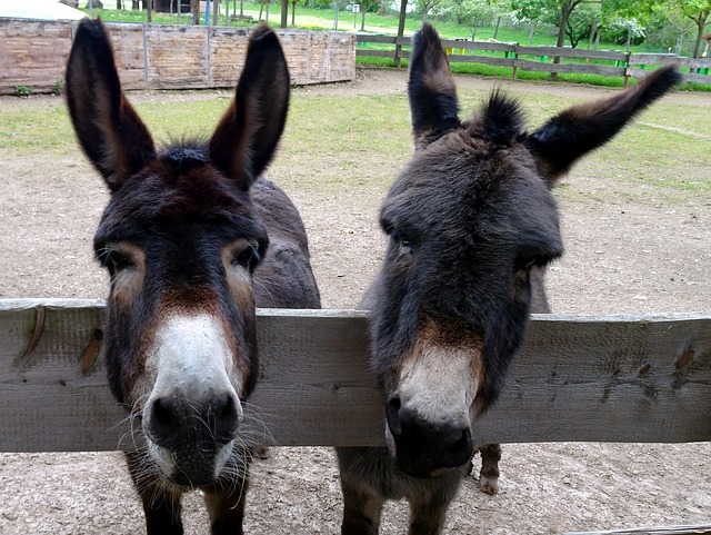 Free Donkey Horror photo and picture