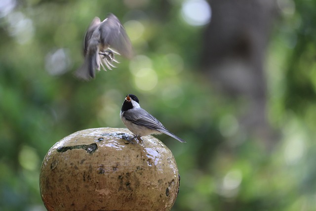 Free Chickadee Confrontation photo and picture