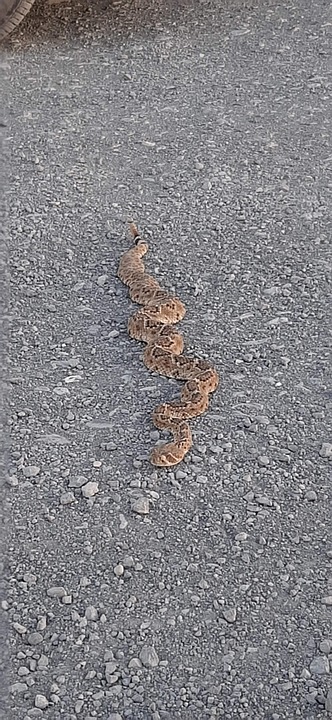 Serpiente De Cascabel Tomando El Free photo on Pixabay Pixabay